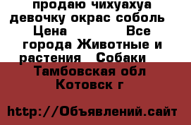 продаю чихуахуа девочку,окрас соболь › Цена ­ 25 000 - Все города Животные и растения » Собаки   . Тамбовская обл.,Котовск г.